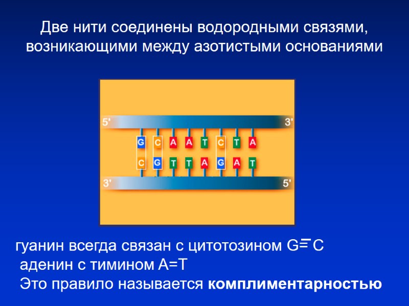 Две нити соединены водородными связями, возникающими между азотистыми основаниями гуанин всегда связан с цитотозином Две нити соединены водородными связями, возникающими между азотистыми основаниями гуанин всегда связан с цитотозином